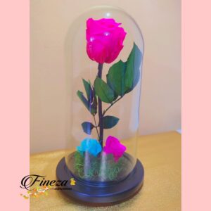 Regalo 426