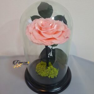 Regalo 259