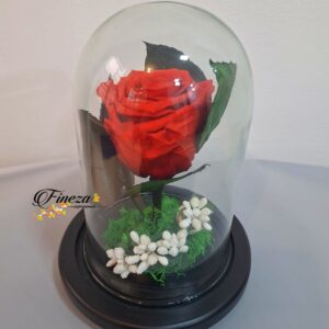 Regalo 256
