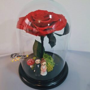 Regalo 255